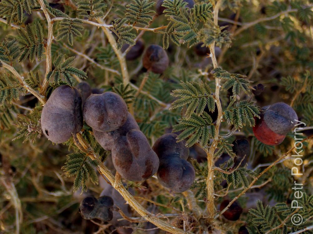 جغجغه یا کهورک